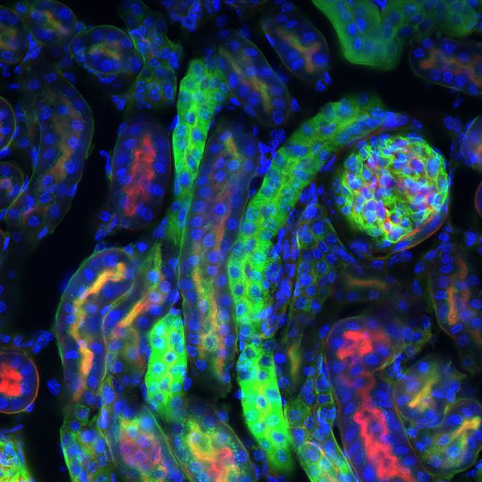 4’,6-Diamidino-2-phenylindole dihydrochloride (DAPI) - 10mg
